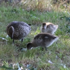 Chenonetta jubata (Australian Wood Duck) at Lake Burley Griffin Central/East - 11 Feb 2023 by RodDeb