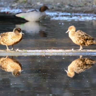 Anas castanea (Chestnut Teal) at Barton, ACT - 12 Feb 2023 by RodDeb