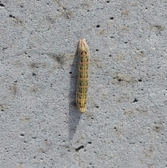 Hippotion scrofa (Coprosma Hawk Moth) at Corin Reservoir - 12 Feb 2023 by GirtsO