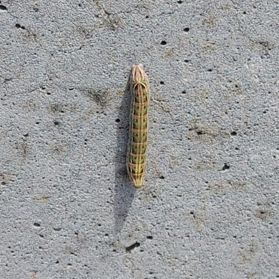 Hippotion scrofa (Coprosma Hawk Moth) at Cotter River, ACT - 12 Feb 2023 by GirtsO