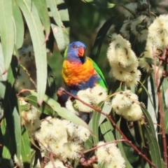 Trichoglossus moluccanus (Rainbow Lorikeet) at Barton, ACT - 12 Feb 2023 by RodDeb