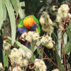 Trichoglossus moluccanus at Barton, ACT - 12 Feb 2023