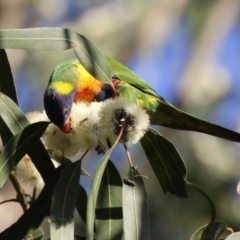 Trichoglossus moluccanus at Barton, ACT - 12 Feb 2023