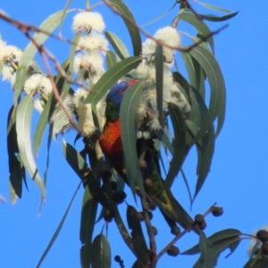 Trichoglossus moluccanus at Barton, ACT - 12 Feb 2023