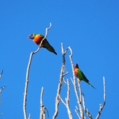 Trichoglossus moluccanus at Barton, ACT - 12 Feb 2023