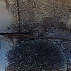 Eulamprus heatwolei (Yellow-bellied Water Skink) at Cotter River, ACT - 12 Feb 2023 by GirtsO
