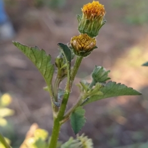 Bidens pilosa at Fadden, ACT - 12 Feb 2023