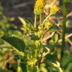 Bidens pilosa at Fadden, ACT - 12 Feb 2023