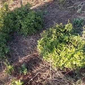 Bidens pilosa at Fadden, ACT - 12 Feb 2023