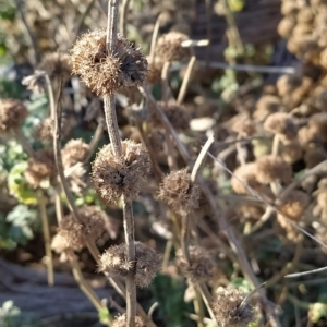 Marrubium vulgare at Fadden, ACT - 12 Feb 2023