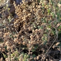 Marrubium vulgare at Fadden, ACT - 12 Feb 2023