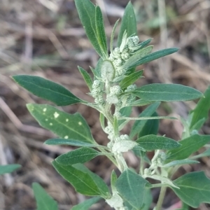 Chenopodium album at Fadden, ACT - 12 Feb 2023