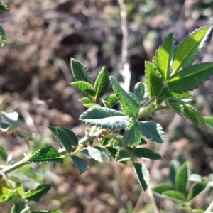 Rosa canina at Fadden, ACT - 12 Feb 2023