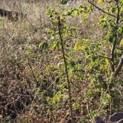 Rosa canina at Fadden, ACT - 12 Feb 2023