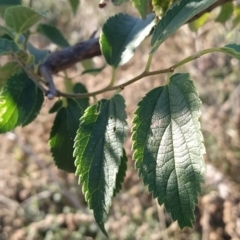 Celtis australis (Nettle Tree) at Fadden, ACT - 11 Feb 2023 by KumikoCallaway