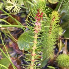 Myriophyllum crispatum (Water Millfoil) at Breadalbane, NSW - 14 Feb 2021 by JaneR