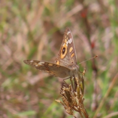 Junonia villida (Meadow Argus) at Kambah, ACT - 12 Feb 2023 by MatthewFrawley