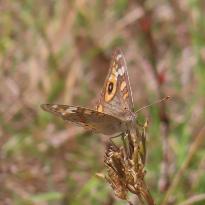 Junonia villida (Meadow Argus) at Kambah, ACT - 12 Feb 2023 by MatthewFrawley