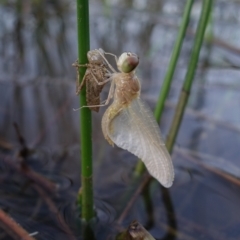 Anisoptera (suborder) at Molonglo Valley, ACT - 11 Feb 2023