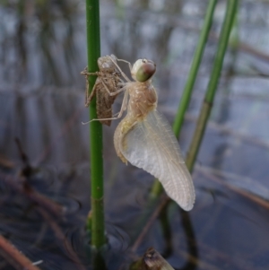 Anisoptera (suborder) at Molonglo Valley, ACT - 11 Feb 2023