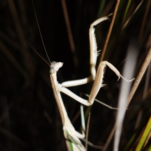 Tenodera australasiae at Molonglo Valley, ACT - 11 Feb 2023