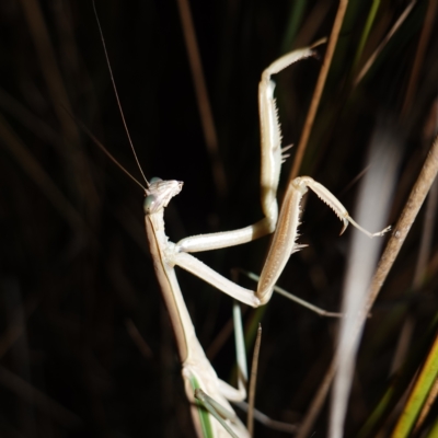 Tenodera australasiae (Purple-winged mantid) at Molonglo Valley, ACT - 11 Feb 2023 by RobG1