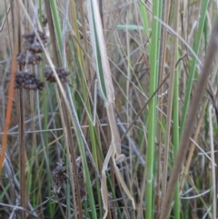 Tenodera australasiae at Molonglo Valley, ACT - 11 Feb 2023