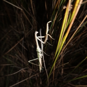 Tenodera australasiae at Molonglo Valley, ACT - 11 Feb 2023