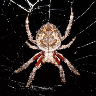 Hortophora sp. (genus) (Garden orb weaver) at Stromlo, ACT - 11 Feb 2023 by RobG1