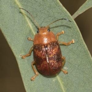 Paropsis aspera at Higgins, ACT - 4 Feb 2023 06:52 AM