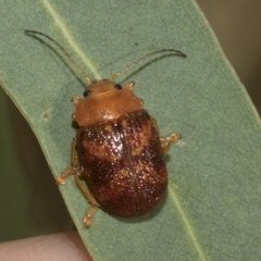 Paropsis aspera at Higgins, ACT - 4 Feb 2023