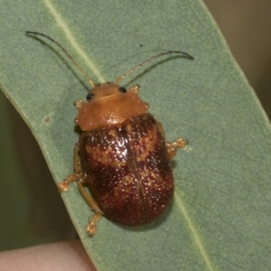 Paropsis aspera at Higgins, ACT - 4 Feb 2023 06:52 AM