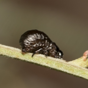 Calomela sp. (genus) at Higgins, ACT - 4 Feb 2023