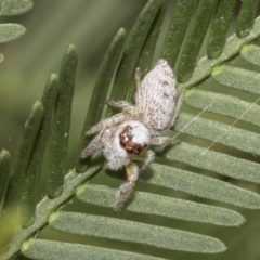 Opisthoncus grassator (Jumping spider) at Higgins, ACT - 4 Feb 2023 by AlisonMilton