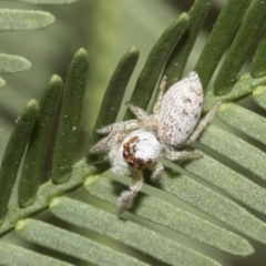 Opisthoncus grassator at Higgins, ACT - 4 Feb 2023