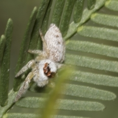 Opisthoncus grassator at Higgins, ACT - 4 Feb 2023