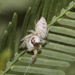 Opisthoncus grassator at Higgins, ACT - 4 Feb 2023