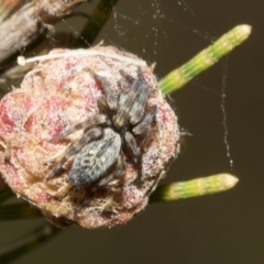 Badumna (genus) (Lattice-web spider) at Higgins, ACT - 4 Feb 2023 by AlisonMilton