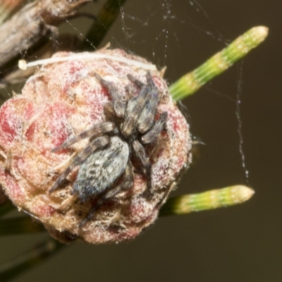 Badumna (genus) (Lattice-web spider) at Higgins, ACT - 4 Feb 2023 by AlisonMilton