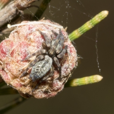 Badumna sp. (genus) (Lattice-web spider) at Higgins, ACT - 3 Feb 2023 by AlisonMilton