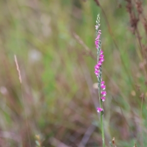 Spiranthes australis at Bendoura, NSW - suppressed