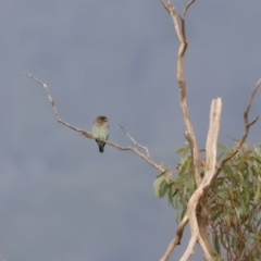 Eurystomus orientalis (Dollarbird) at Back Creek TSR - 11 Feb 2023 by Liam.m