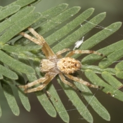 Araneus hamiltoni (Hamilton's Orb Weaver) at Higgins, ACT - 3 Feb 2023 by AlisonMilton