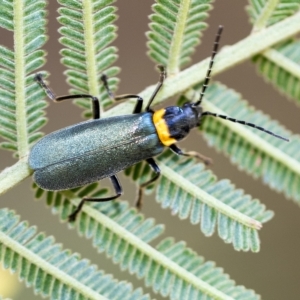 Chauliognathus lugubris at Hawker, ACT - 3 Feb 2023