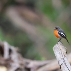 Petroica phoenicea at Farringdon, NSW - 6 Jan 2023