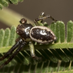 Tharpyna sp. (genus) (A crab spider) at Higgins, ACT - 4 Feb 2023 by AlisonMilton