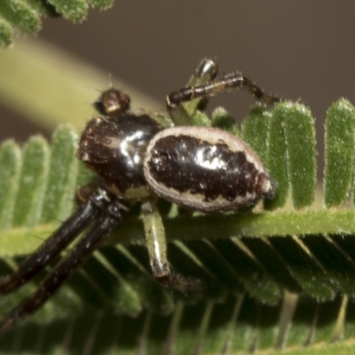 Tharpyna sp. (genus) (A crab spider) at Higgins, ACT - 3 Feb 2023 by AlisonMilton