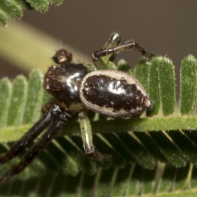 Tharpyna (genus) (A crab spider) at Higgins, ACT - 4 Feb 2023 by AlisonMilton