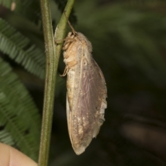 Elhamma australasiae (A Swift or Ghost moth (Hepialidae)) at Hawker, ACT - 4 Feb 2023 by AlisonMilton