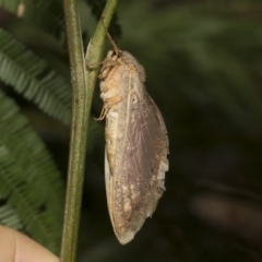 Elhamma australasiae (Elhamma) at Hawker, ACT - 4 Feb 2023 by AlisonMilton